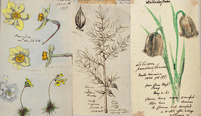 Botanical illustrations by Richard Suter