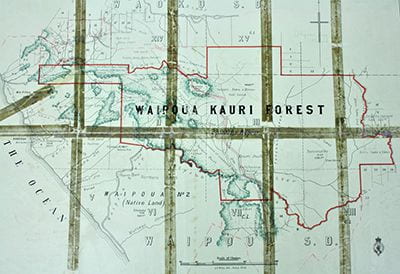 Waipoua Kauri Forest map, 1908. 5