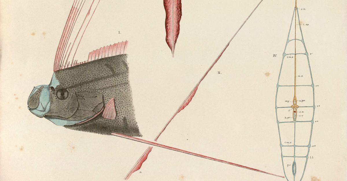 hand-drawing of great ribbon fish
