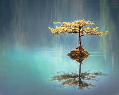 Single tree reflected in still water, photo by Faye Cornish on Unsplash